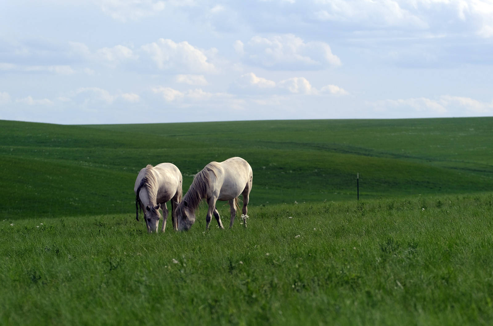 两匹马在锡林郭勒盟西乌珠穆沁旗白马繁育基地的草原上吃草(2020年6月