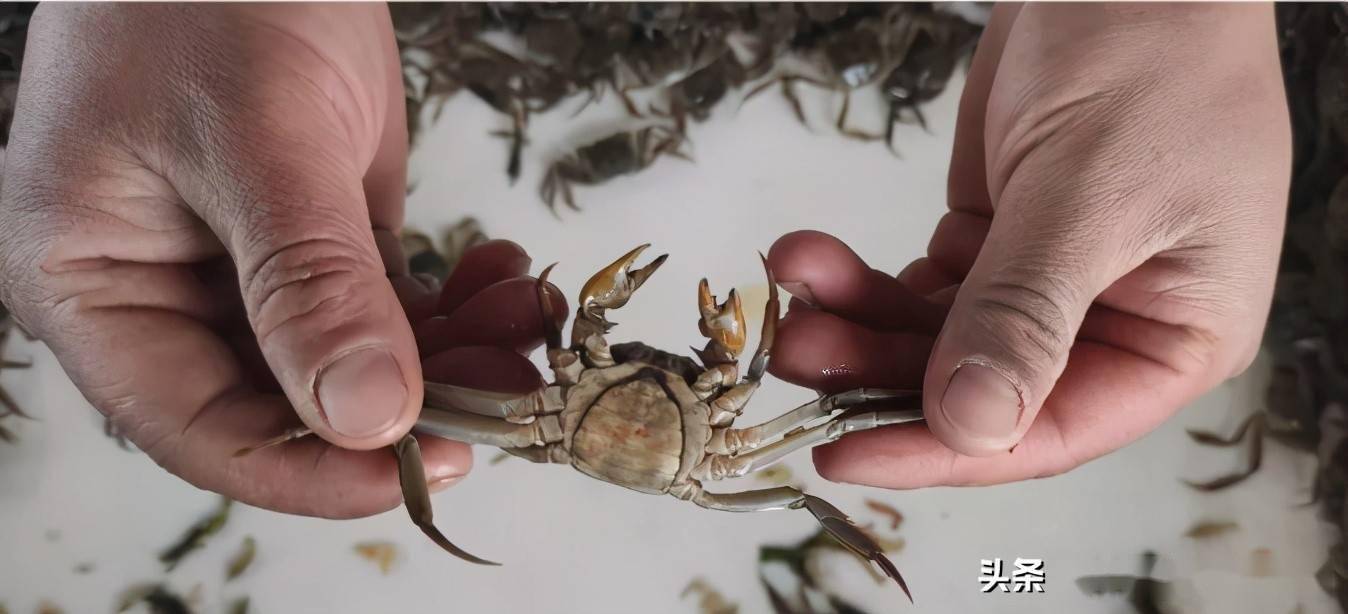 牛这个新手入行仅四五年扣蟹亩产量就达到了750斤