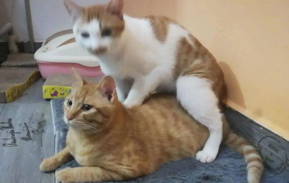 "啊啊啊啊啊啊我脏了,我被猫骑了!