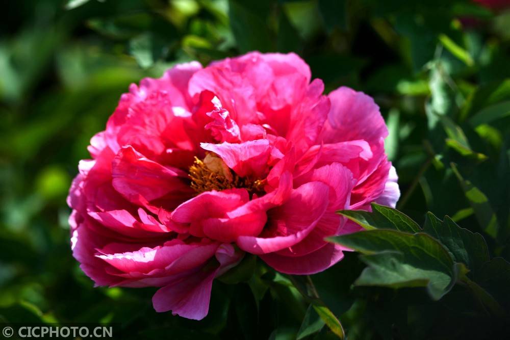 啊,牡丹_河北省