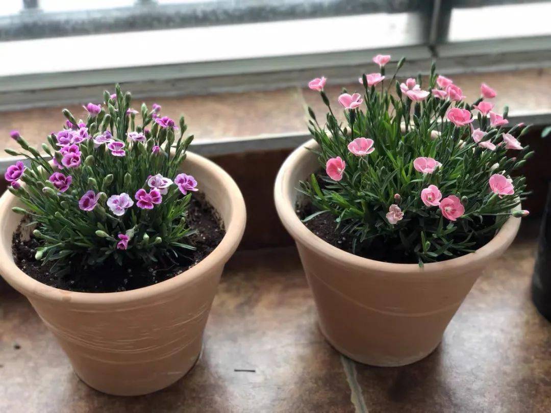 可每月给石竹花施1~2次稀薄的氮磷钾复合液肥,以加快枝叶生长和多孕育