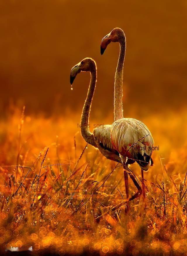 美丽的野生动物