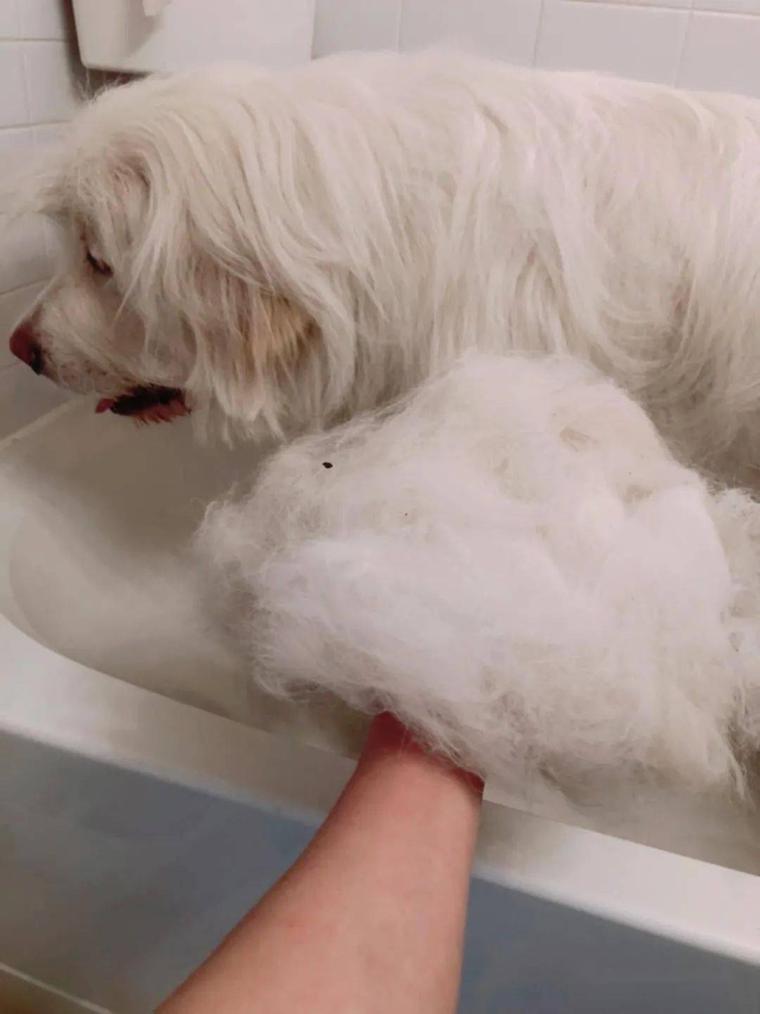 狗狗顶着鸡窝头,睡眼朦胧的跑出来,像极了没睡醒的自己._伯尼