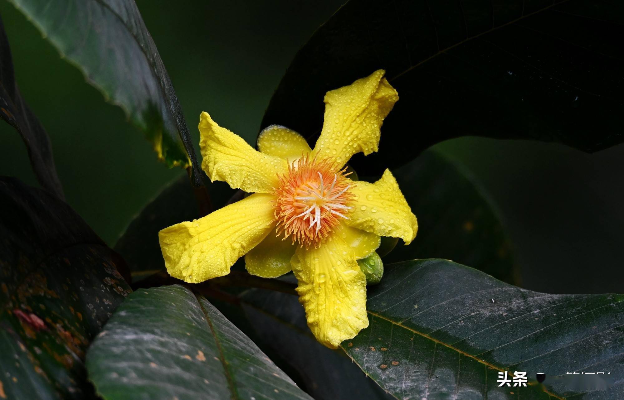 华南植物园里的大花第伦桃花开