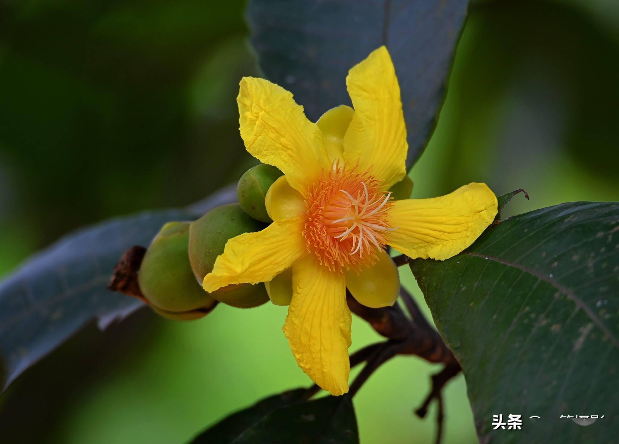 华南植物园里的大花第伦桃花开
