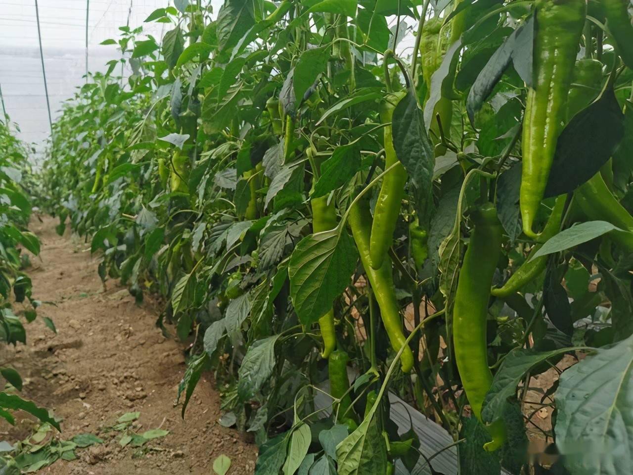 温室越冬茬辣椒绿色生产技术