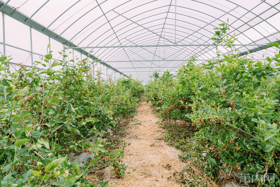 桑葚熟了萧山160亩超大果园现摘现吃门票免费送