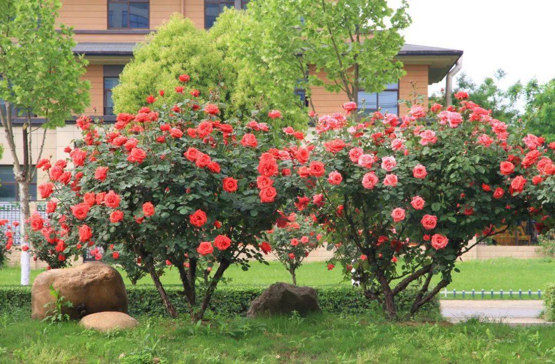 藏不住啦高新区月季大道上线五一迎最美花期