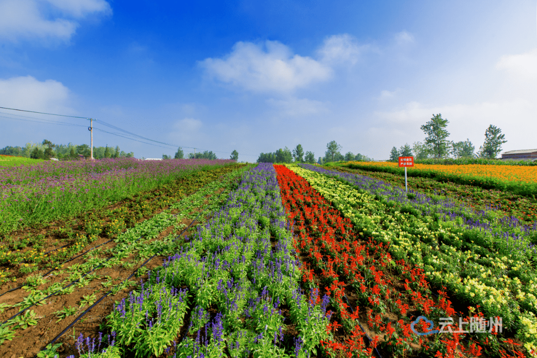 城区20公里外的均川镇这座满是欧式"风味"的东润紫海田园浪漫的爱情