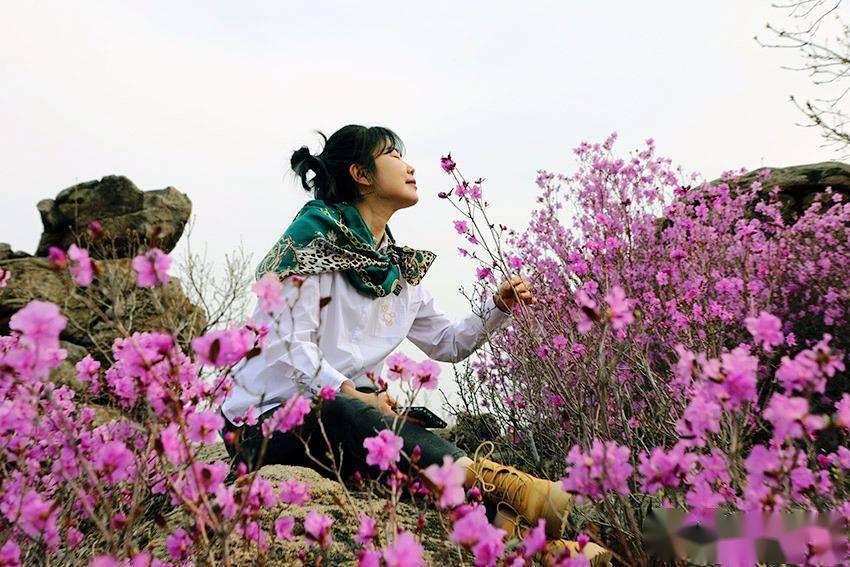 内蒙古扎兰屯杜鹃花开游人醉