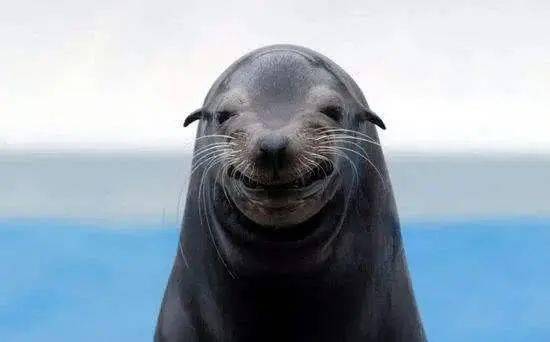 51闽侯这里集合大米食用油免费送更有海狮表演免费看再有华为手机免费