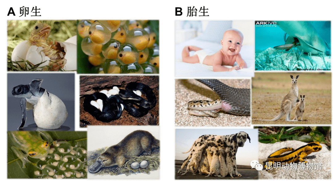 胎生动物的繁殖方式图片