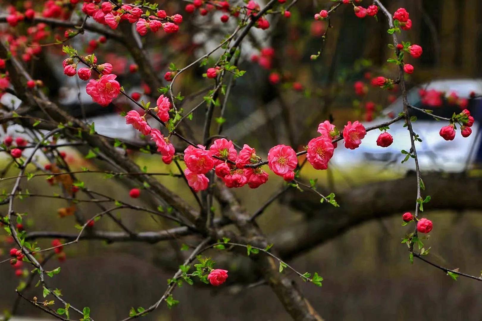 春归大地万物复苏花含情草含笑一切都是生机勃勃的繁荣