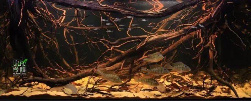 南美原生缸造景的关键要素底床修饰