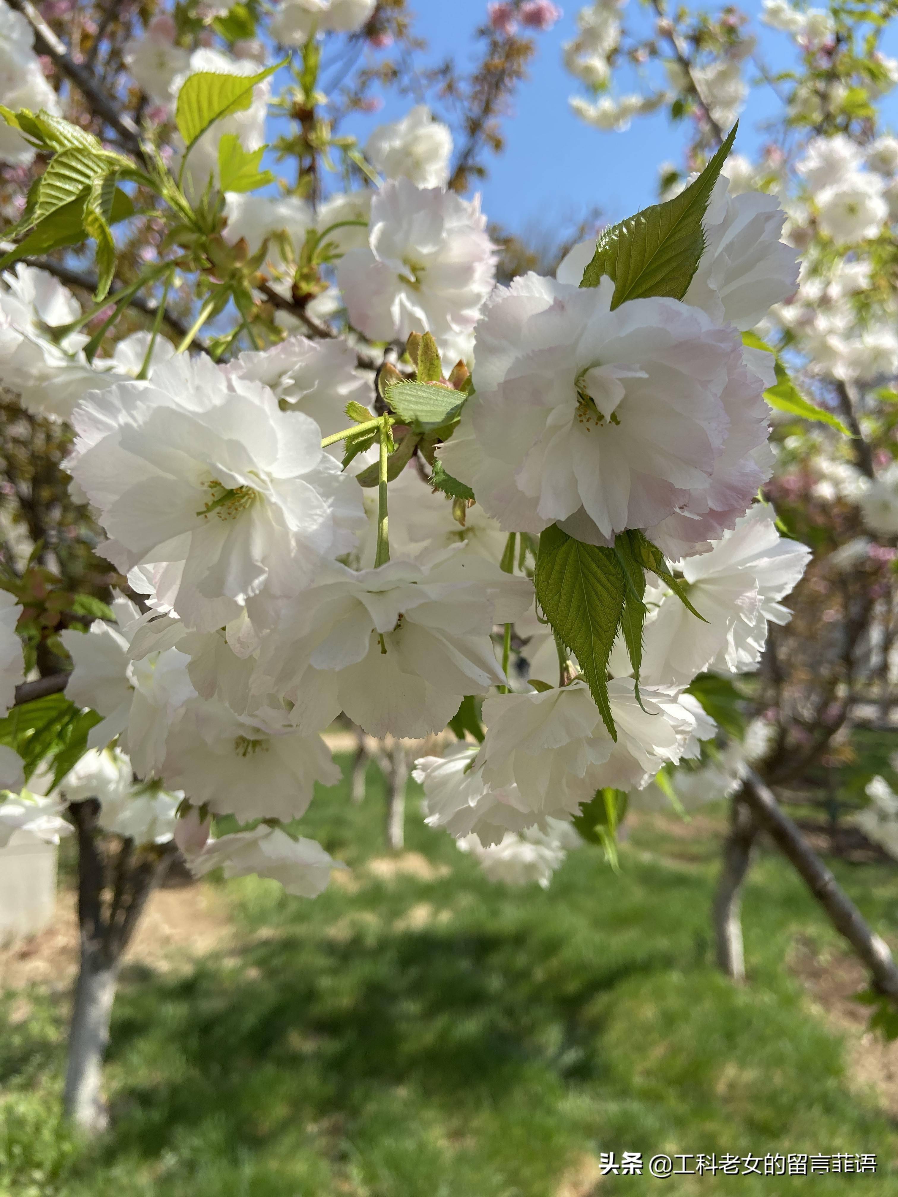 沈阳:白樱花,粉色的花苞开出白色的花朵