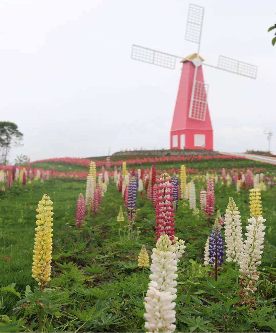 5月1日,天福萬象花海樂園國際煙花匯演即將震撼綻放!