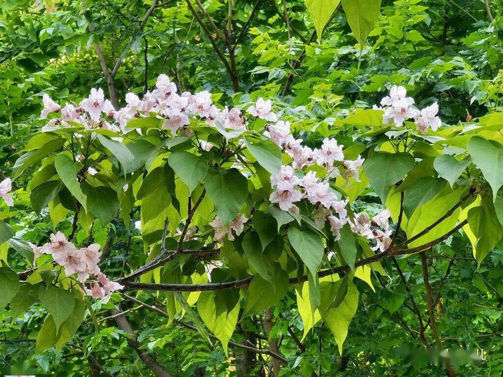 木中之王金丝楸