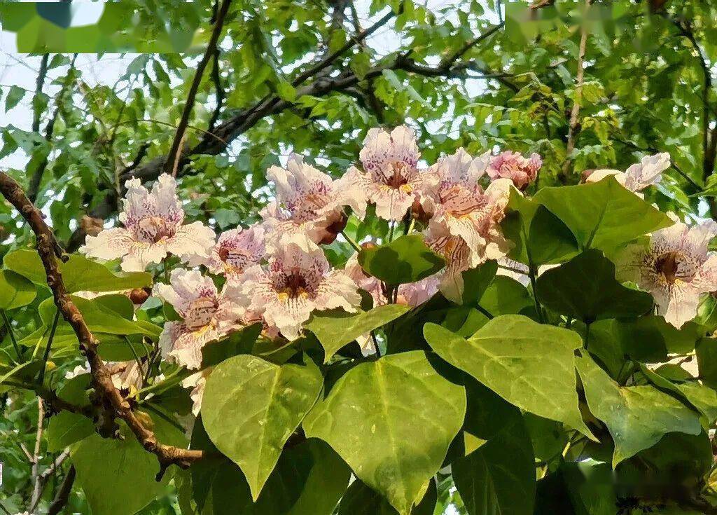 就在莲花河边和蔺圃园中 发现成排的楸树哈哈哈哈哈哈咱家门口也有 还