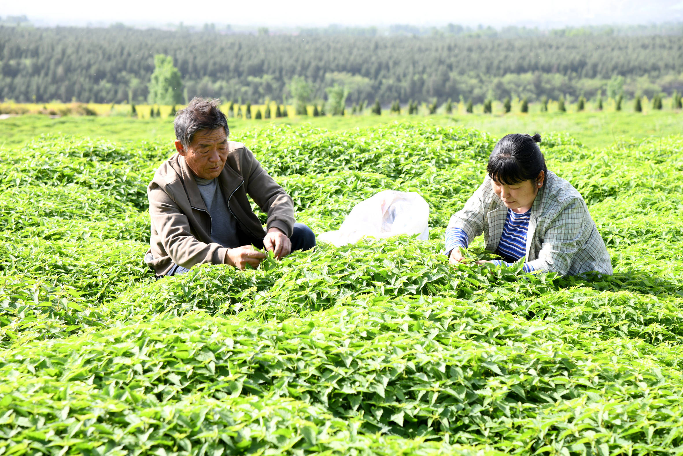 河南济源冬凌草种植助农增收