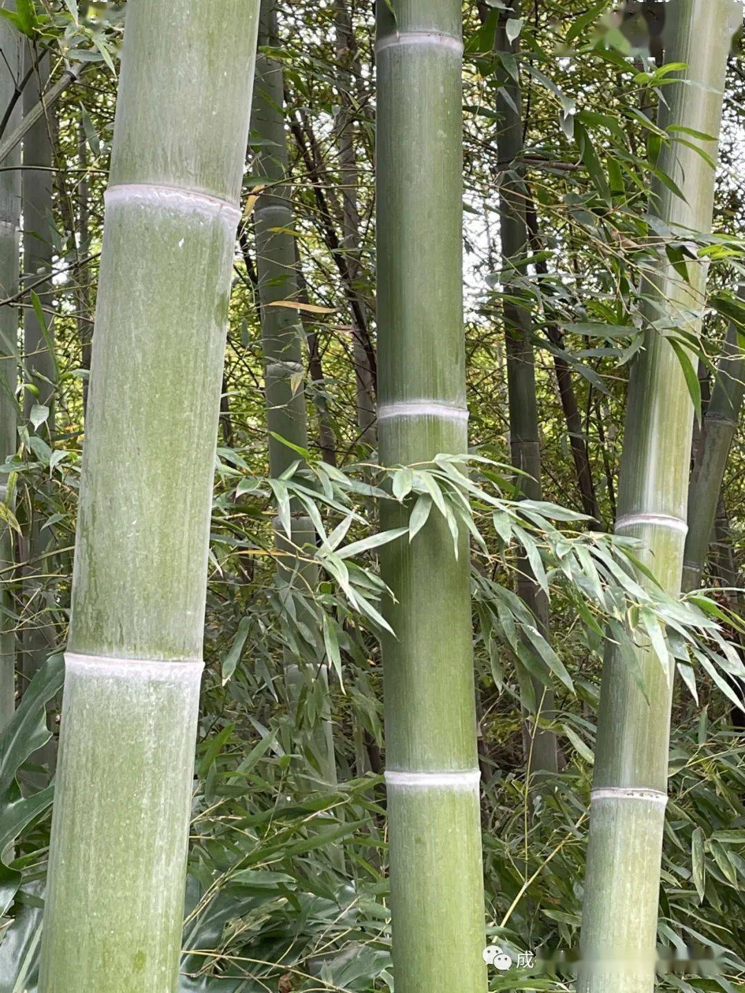 楠竹的新竿这是一种大型散生竹类,杆高可达20余米,直径可达20余厘米