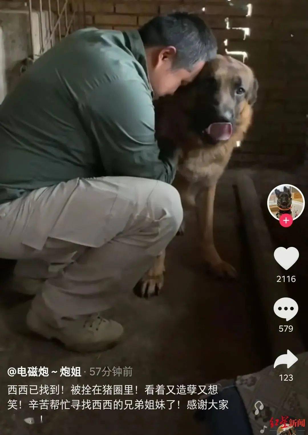失踪的成都网红救援犬"西西"终于找到了:被栓在猪圈里