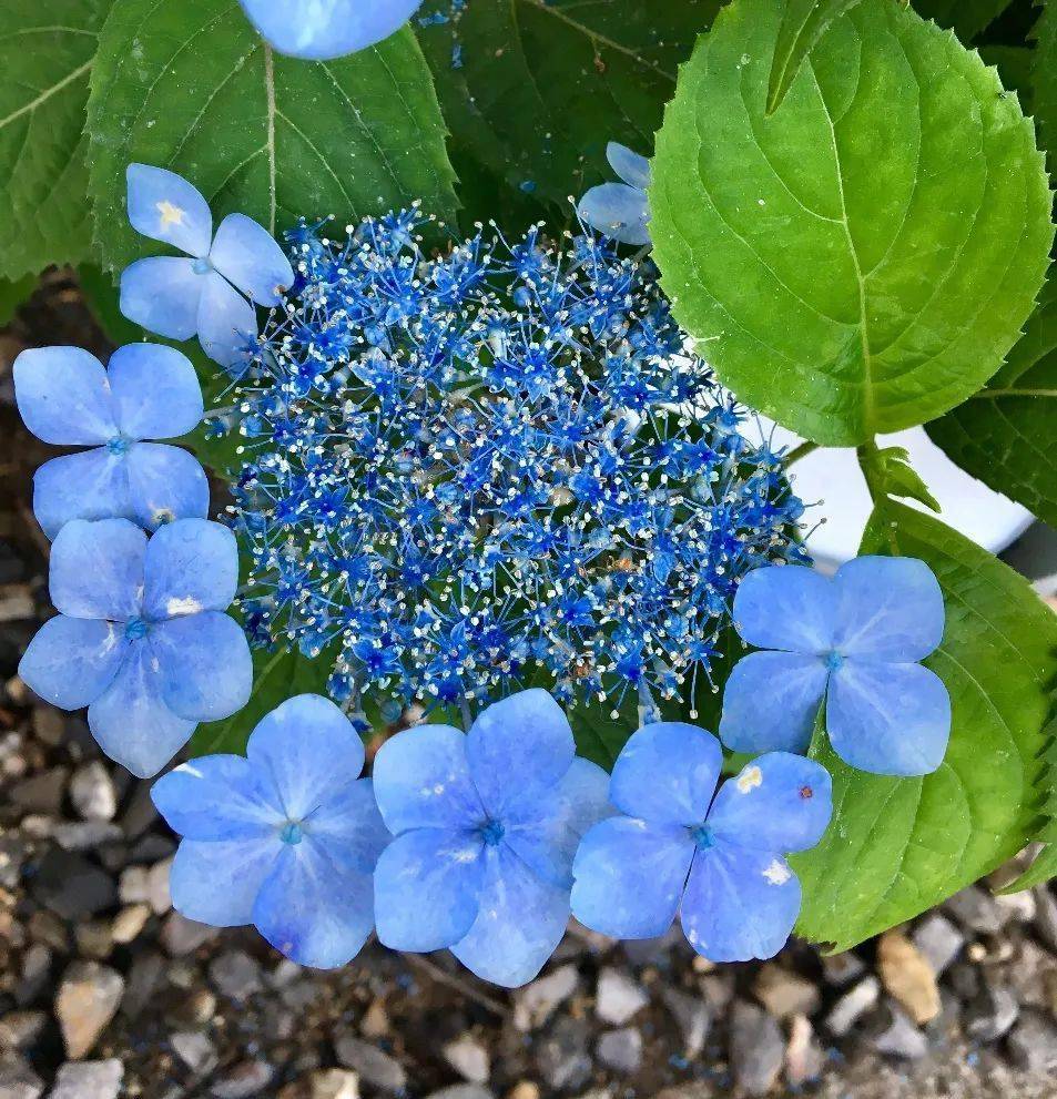 知道了紫阳花的花语 那你知道紫阳花的别名吗 分类