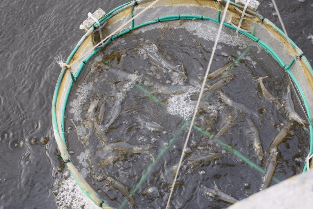 产值破新高100成功125天16条产量20斤方工厂化养虾真的有常胜将军