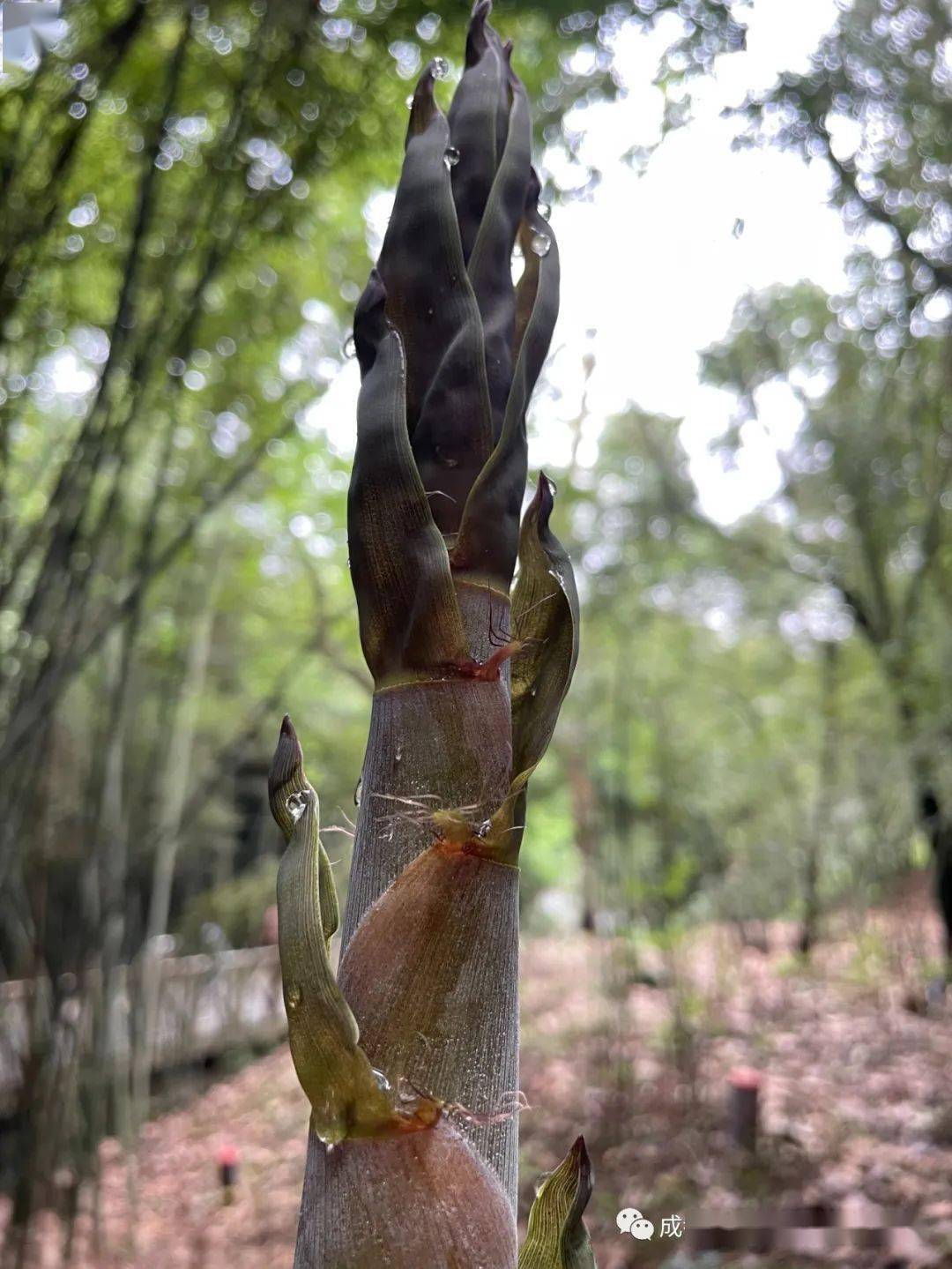 暮春时节恰逢竹林青青竹笋香滚滚的秘密花园