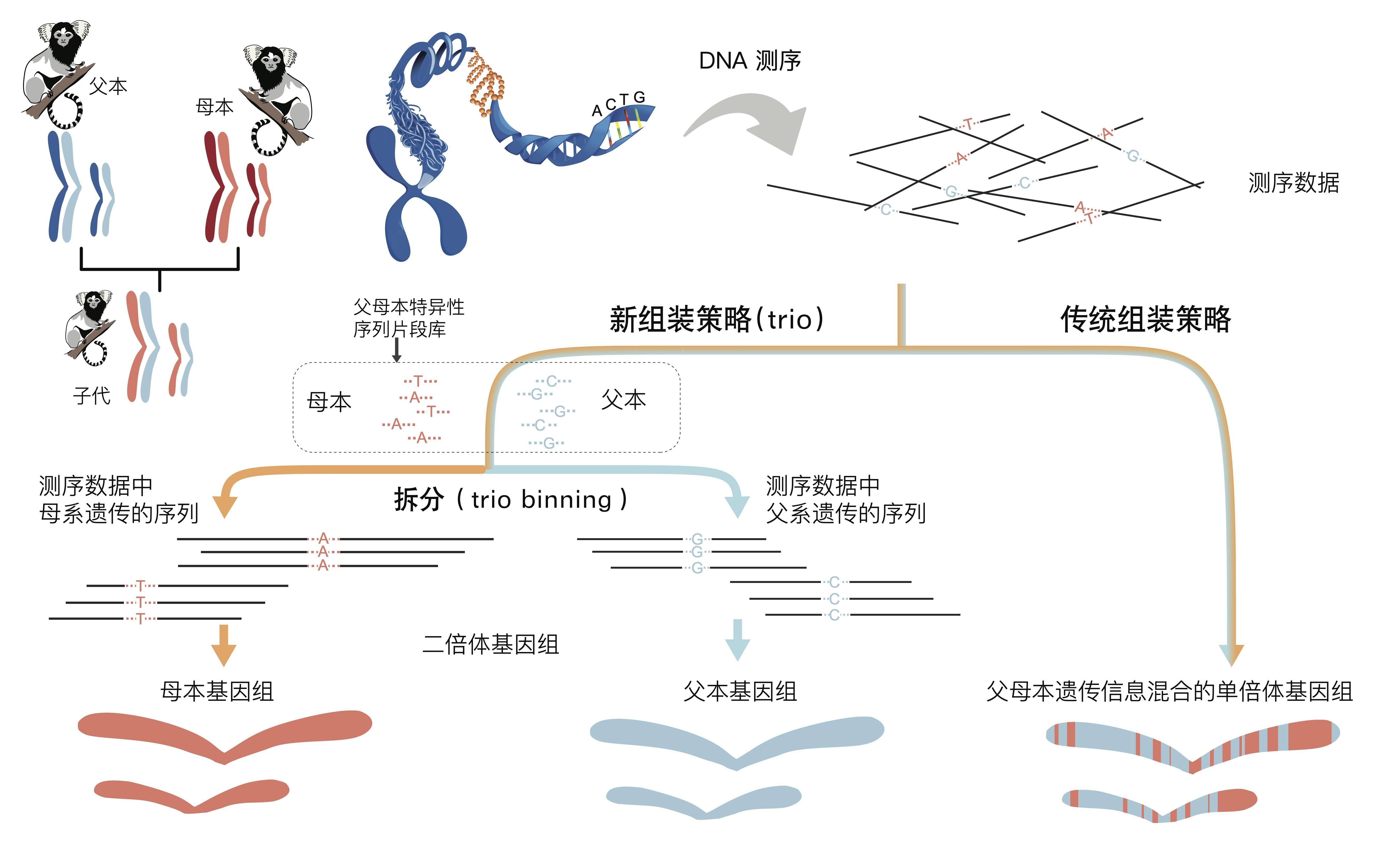 中国科学家主导基因测序新模式