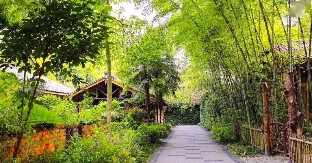 出发去有音乐的斑竹林央视因乐之旅从新津开始