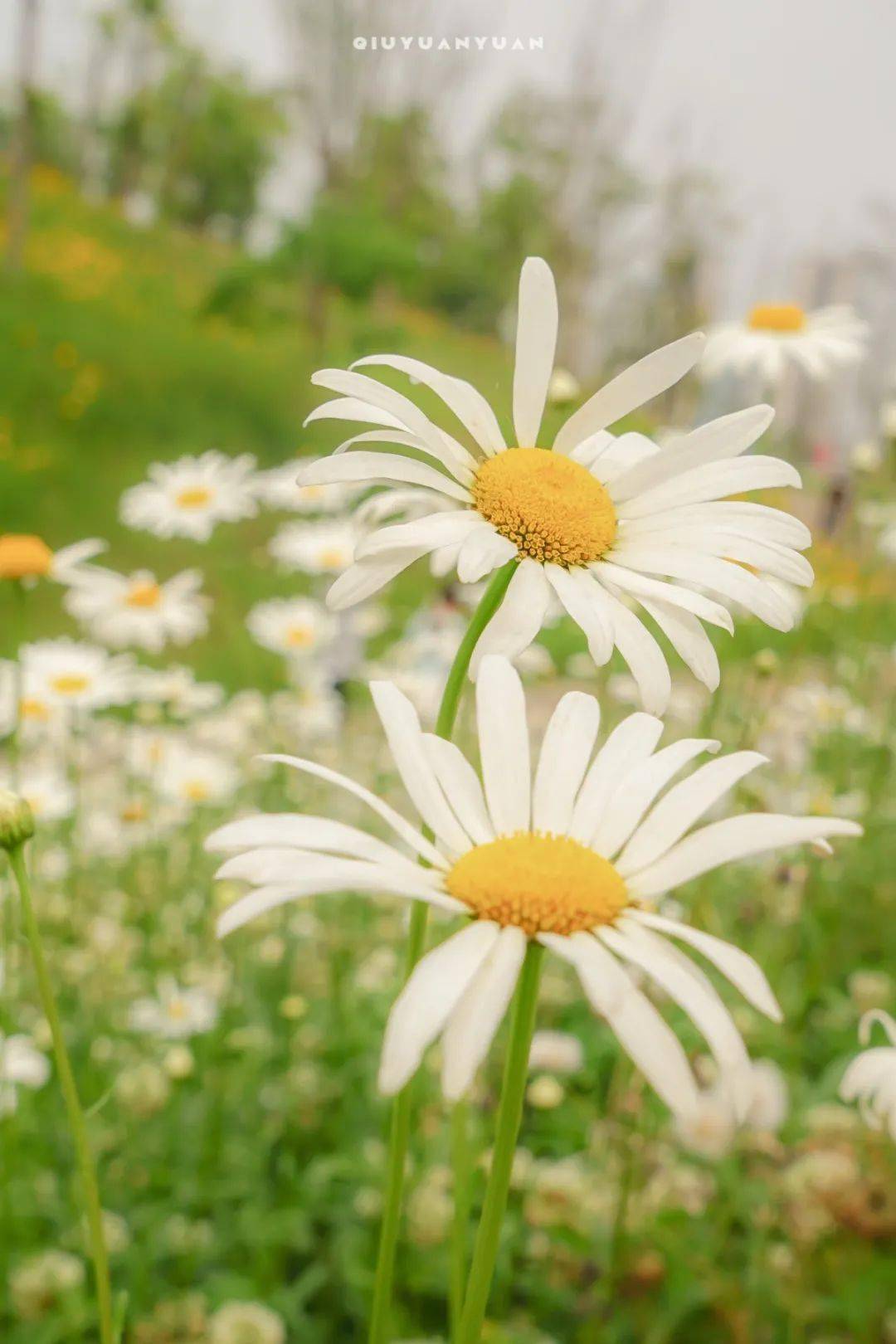 雏菊 花 植物 - Pixabay上的免费照片 - Pixabay