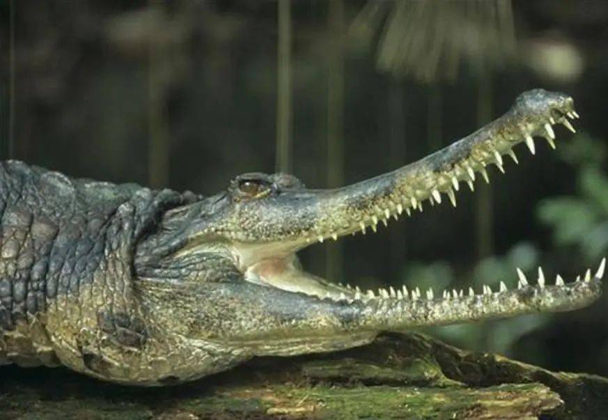 马来切喙鳄,俗称马来鳄,几百年前在中国南方还生活有马来鳄,但早已