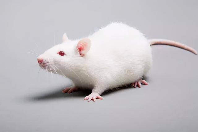 生物压力有哪些_世间生物压力_生物层面的压力源
