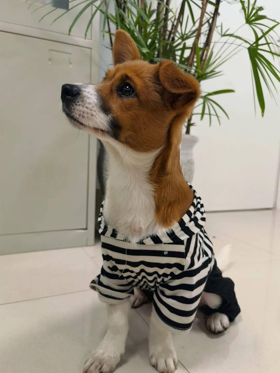 2021年5月1日穿着黑白条纹的走失狗狗找主人啦