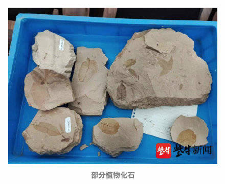 琥珀|南京专家发现最丰富琥珀生物群