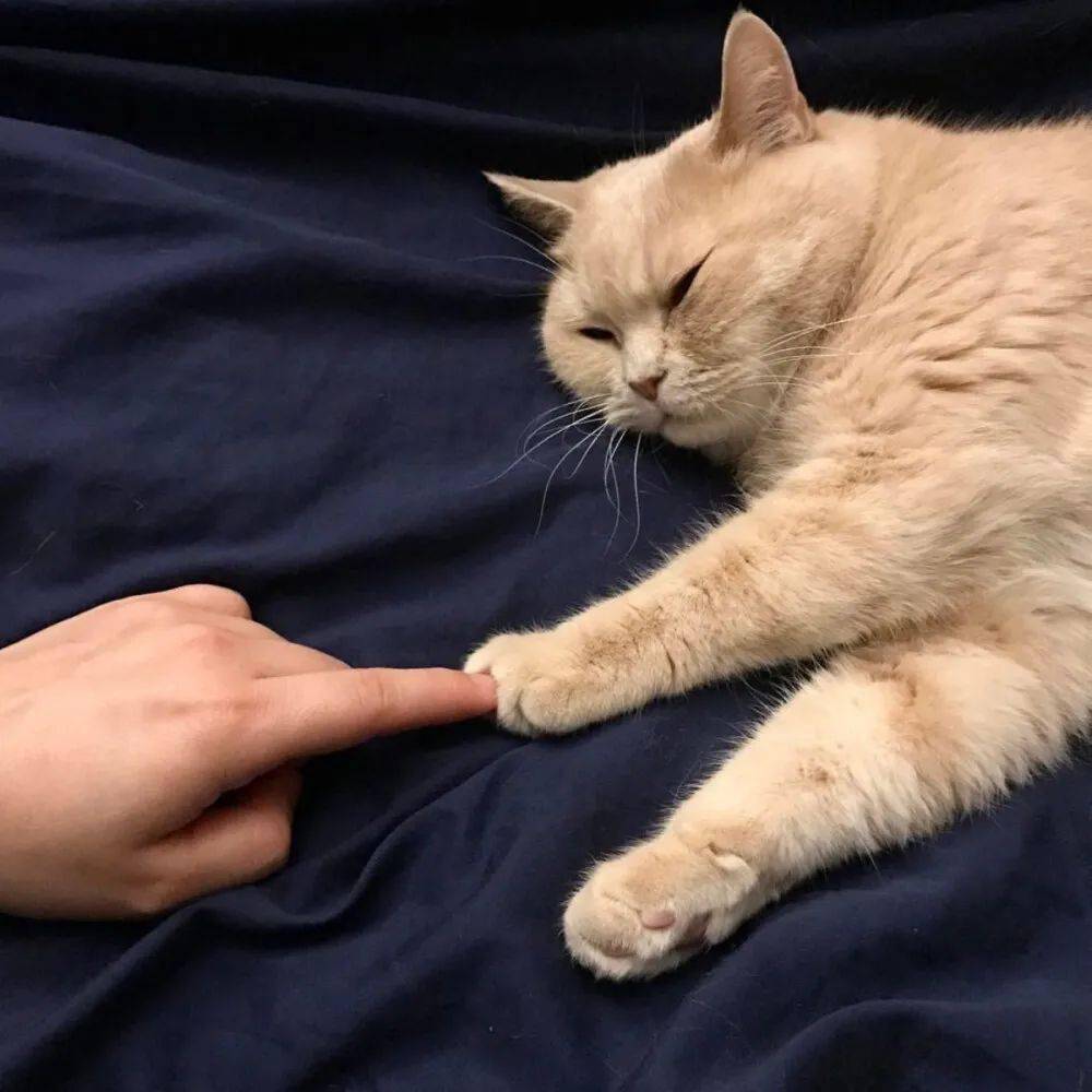 第9期喵头像 丨 "头像是我本人,不满意?"_猫咪