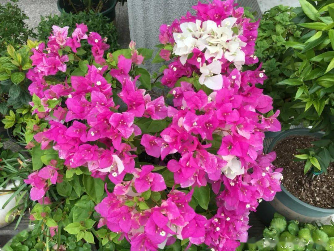 杜鹃花图片大全和名称 2e6c935372644ef1b68eb36275c2ecf2.jpeg