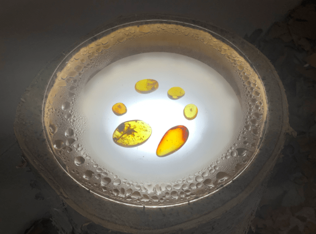 博物|8米长恐龙模型、远古琥珀、黑水摄影……假期来这里能大饱眼福