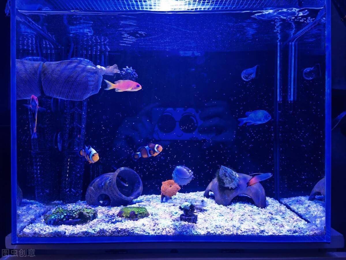 玩海水缸很难吗 其实一点也不难 这些是我玩海缸的经验 珊瑚