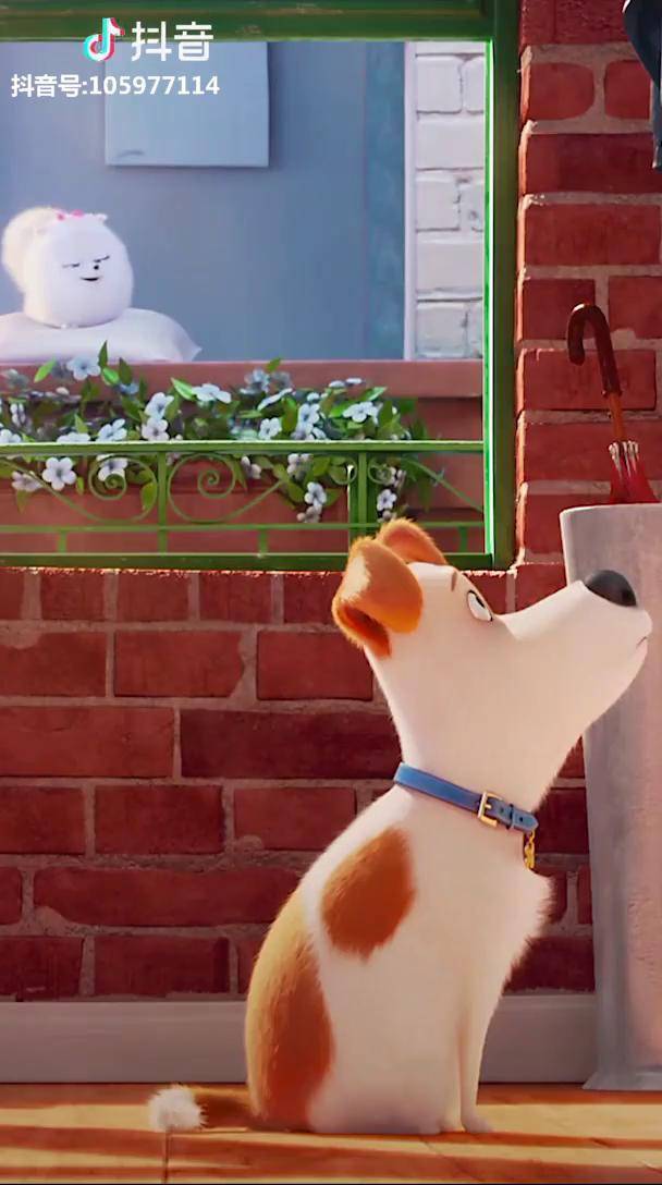 天青色等烟雨而我在等你爱宠大机密狗动态壁纸