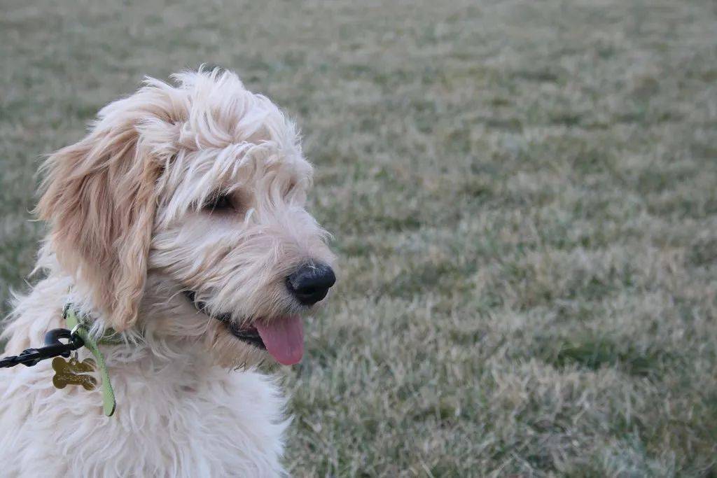 忠犬被迫流浪4年终于再见主人后却转身离去背后真相让人泪目