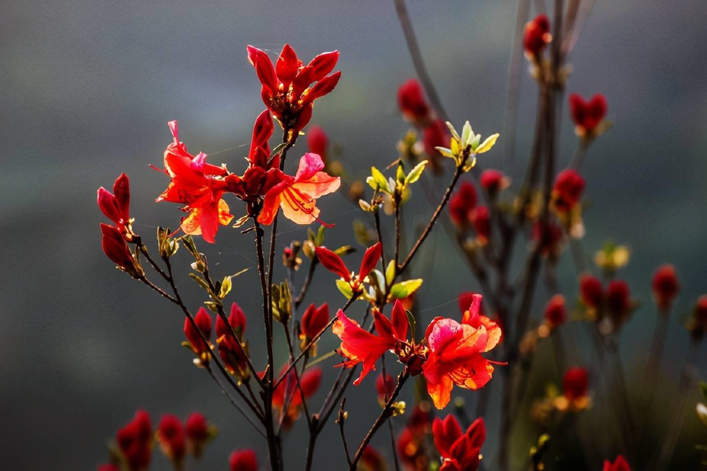 杜鹃花什么季节开图片