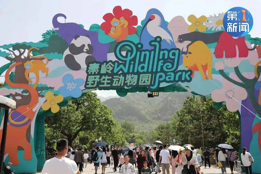 朱䴉入駐西安秦嶺野生動物園秦嶺四寶齊了