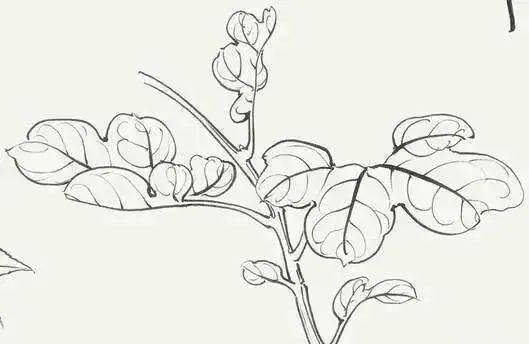 叶有对生的,如石榴,绣球,丁香,栀子等;轮生的,如夹竹桃等;互生的,如