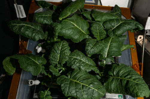 美国宇航局科学家在宇宙环境成功种植新鲜蔬菜 实验