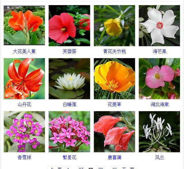 400种· 观花植物品种大全，值得收藏_手机搜狐网