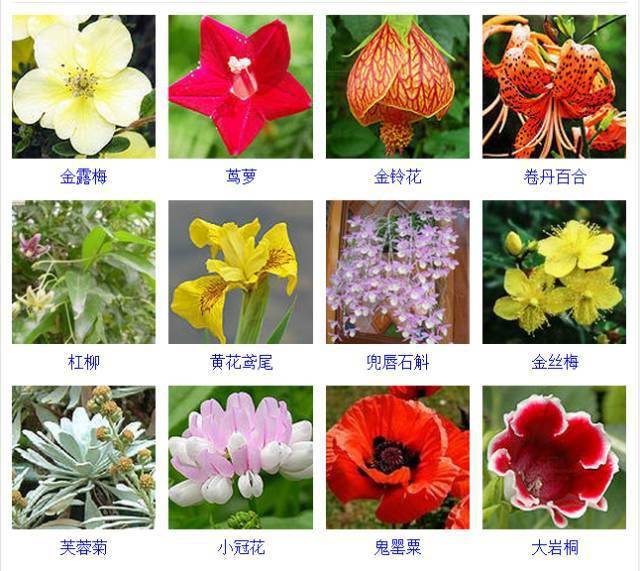 植物种类大全及图片 b7efe6cb33504e3c81e4114de2c8517c.jpeg