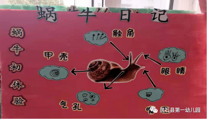 春天在哪里灵石县第一幼儿园课程游戏我的蜗牛朋友