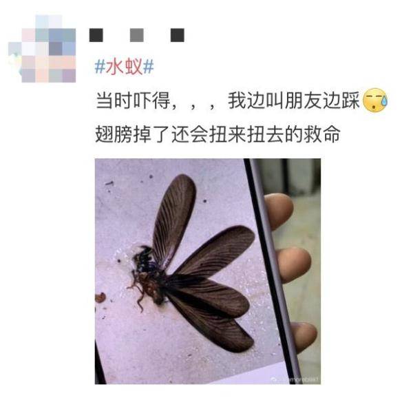 水蚁怎么去除图片