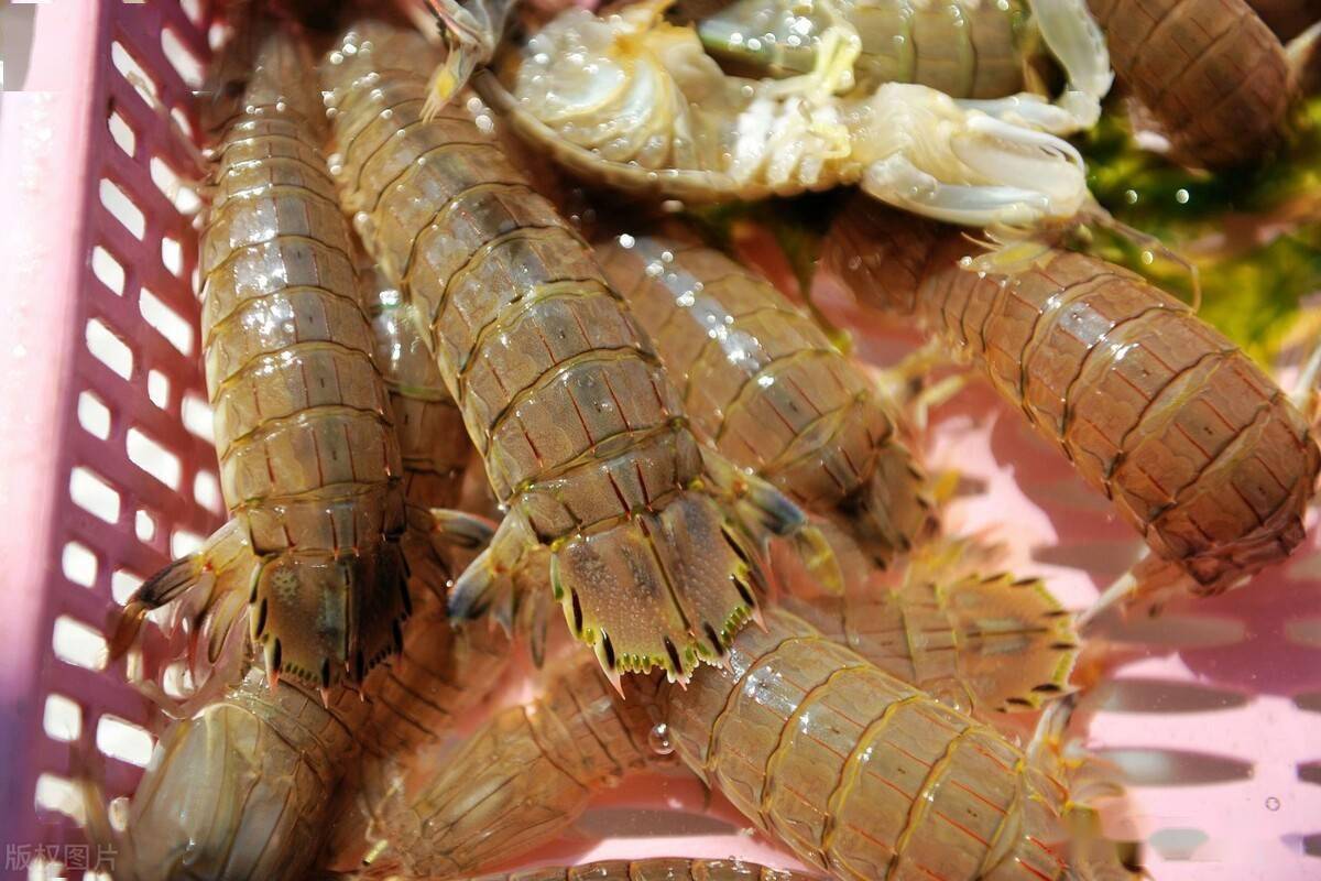 海捕虾婆干皮皮虾虾蛄干虾爬子批发海鲜干货海产品纯淡干无添500G-阿里巴巴